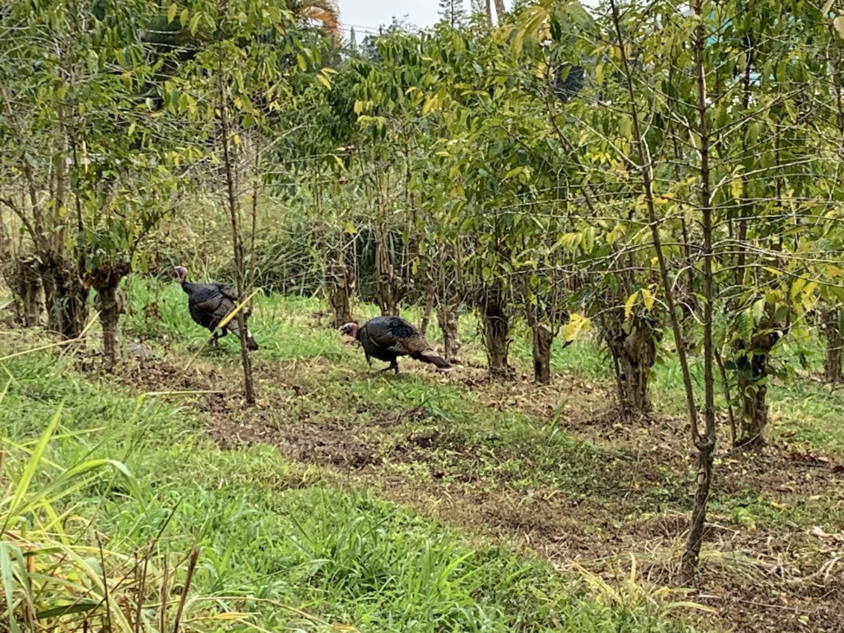 Wild Turkey - ML525875741