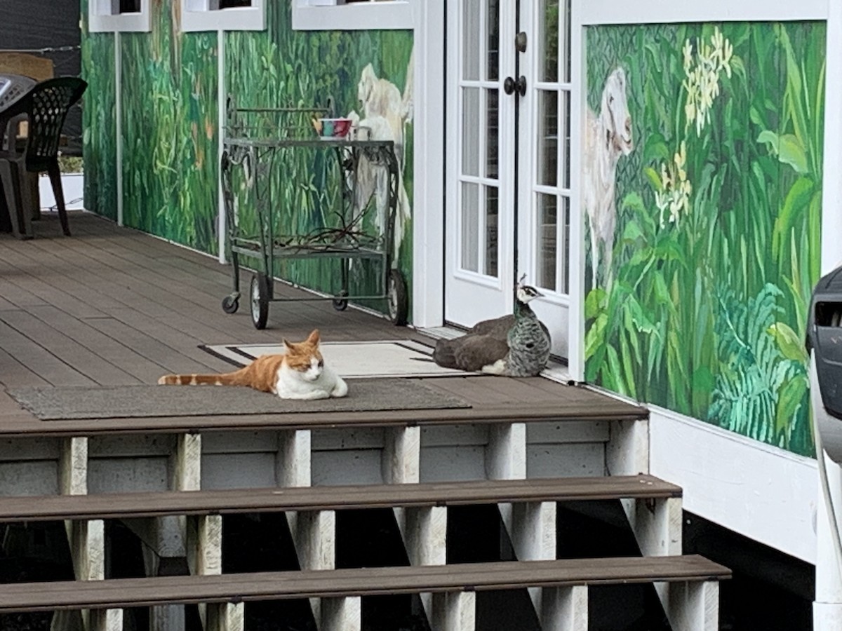 Indian Peafowl - ML525876191