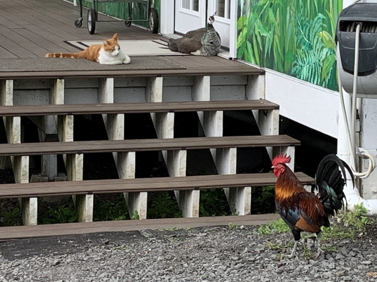 Red Junglefowl (Domestic type) - ML525876271