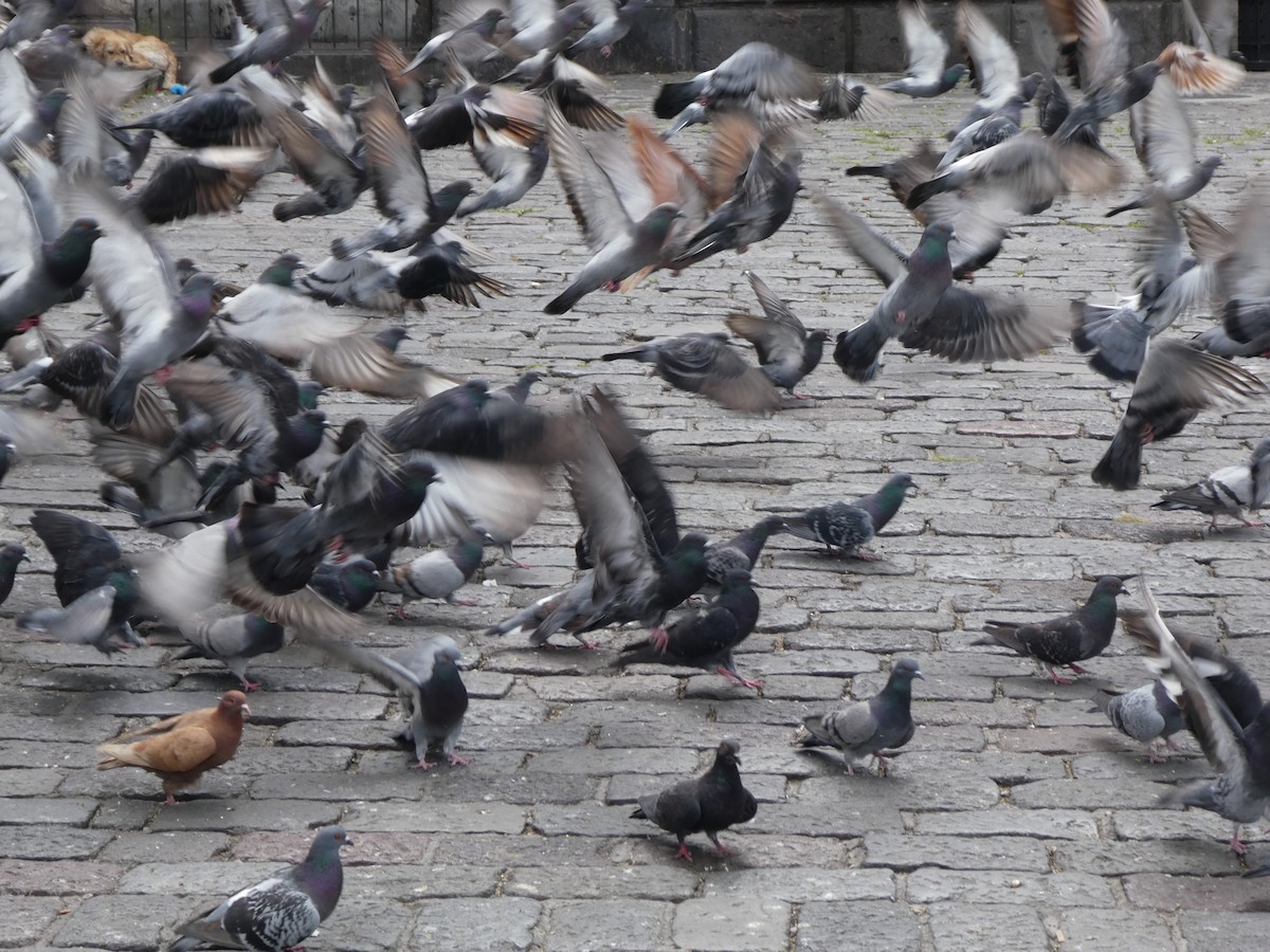 Rock Pigeon (Feral Pigeon) - ML525876421