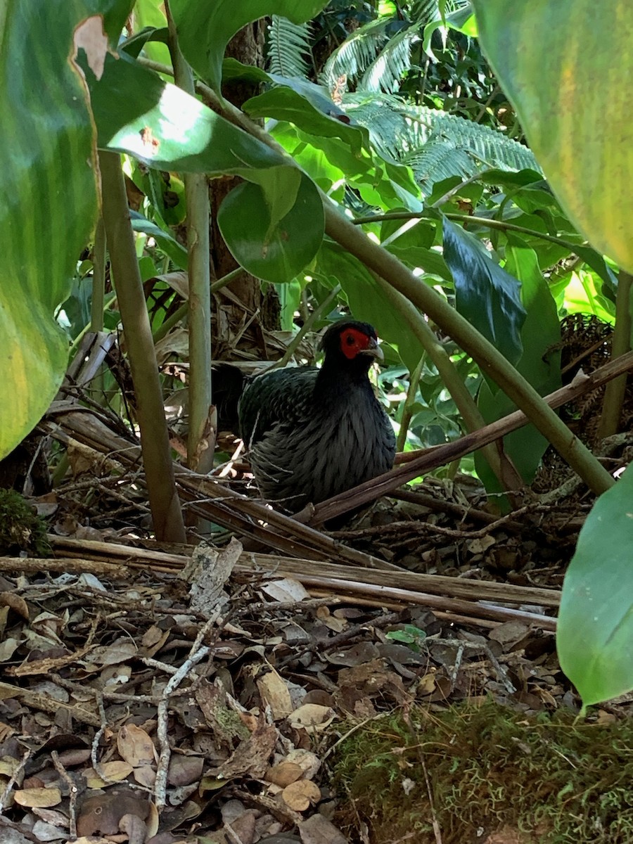 Kalij Pheasant - ML525876971