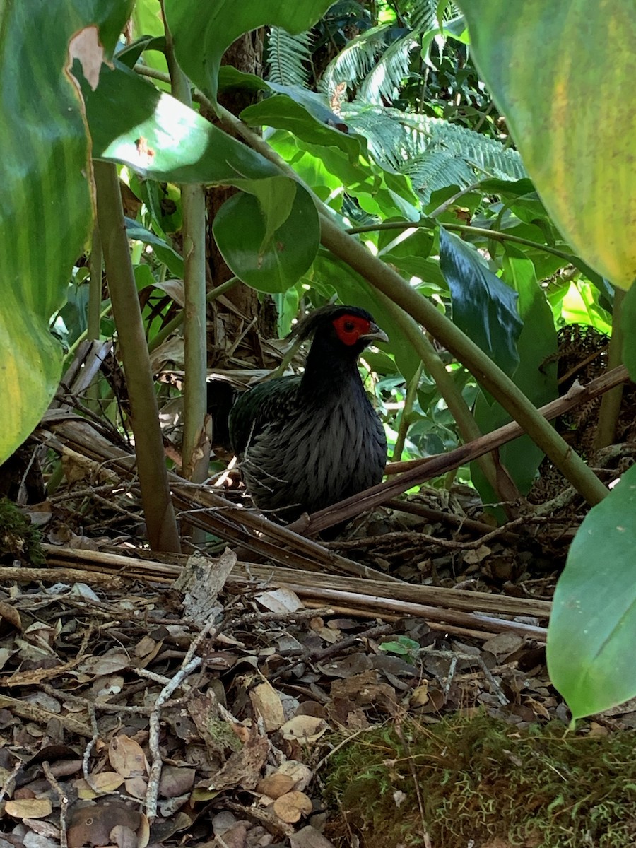 Kalij Pheasant - ML525876981