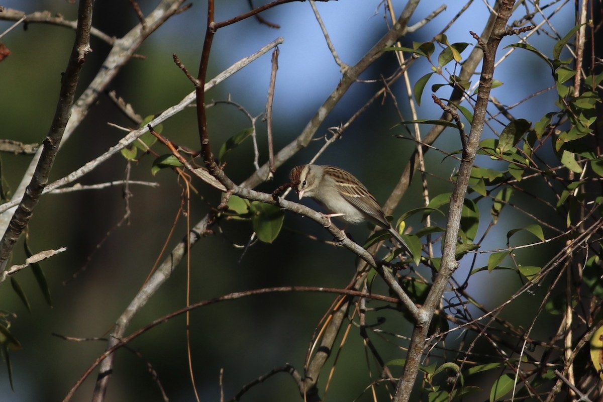 Chipping Sparrow - David Cole