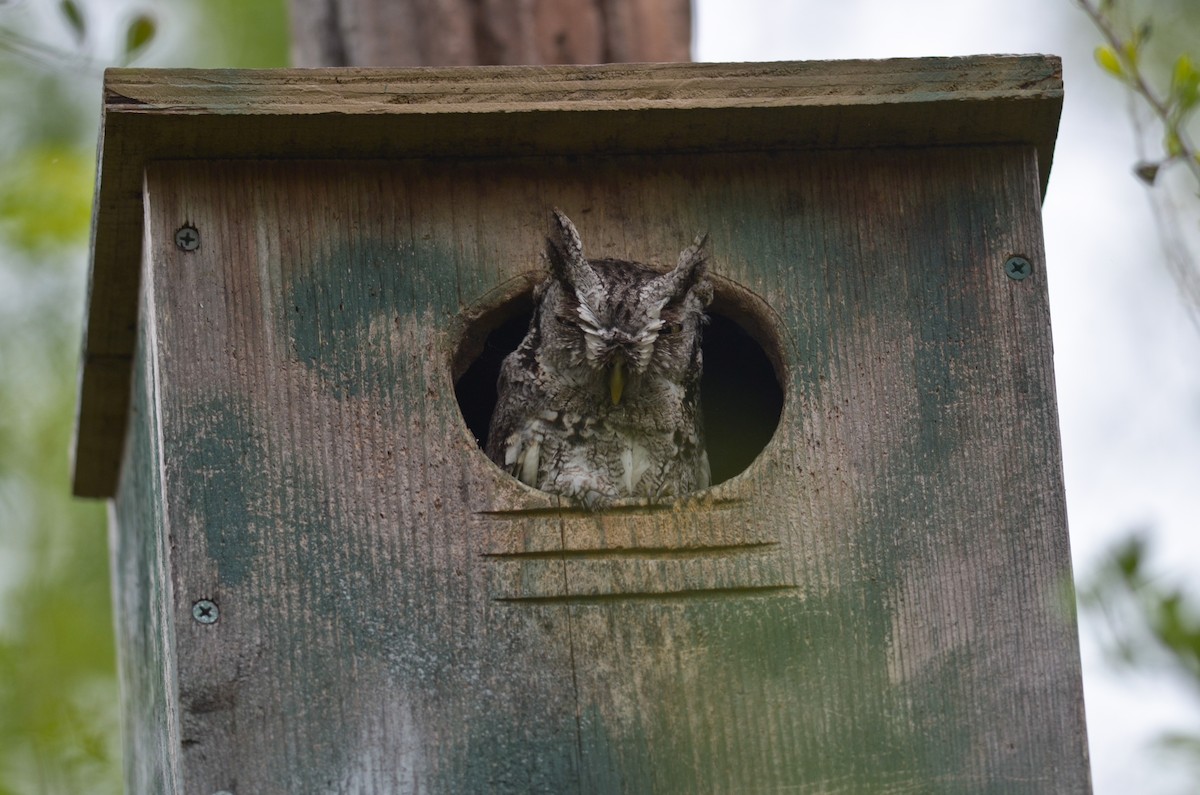 Eastern Screech-Owl - ML52587761