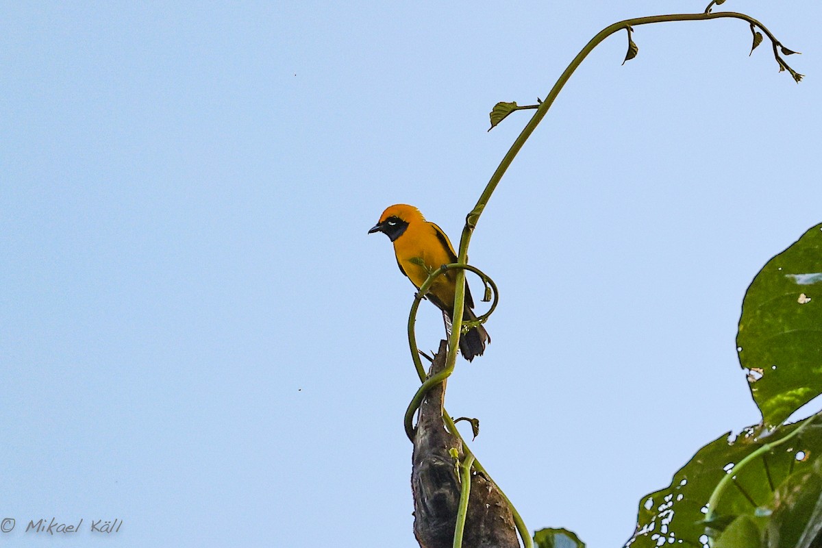 Golden Monarch - ML525877701