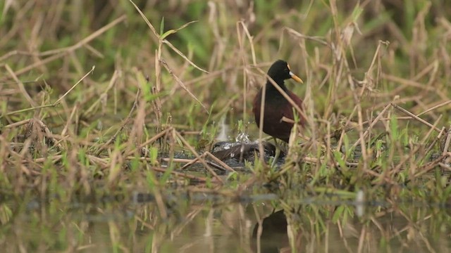 Masked Duck - ML525877841