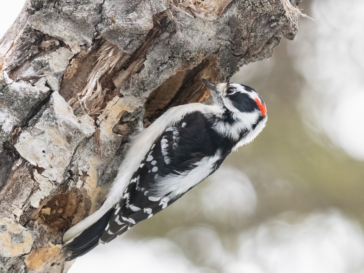 Downy Woodpecker - ML525878061