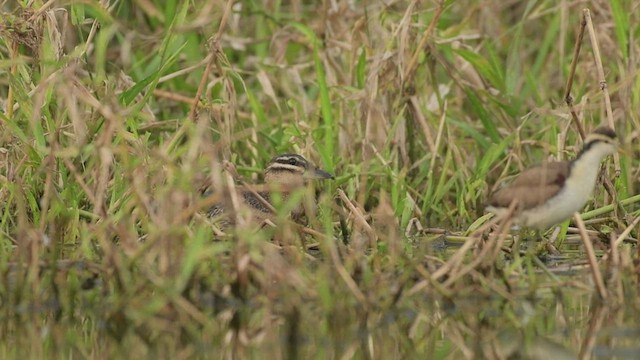 Masked Duck - ML525878191