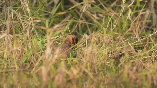 Masked Duck - ML525879311