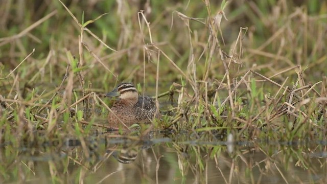 Masked Duck - ML525880471