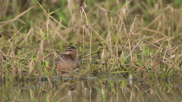 Masked Duck - ML525880871