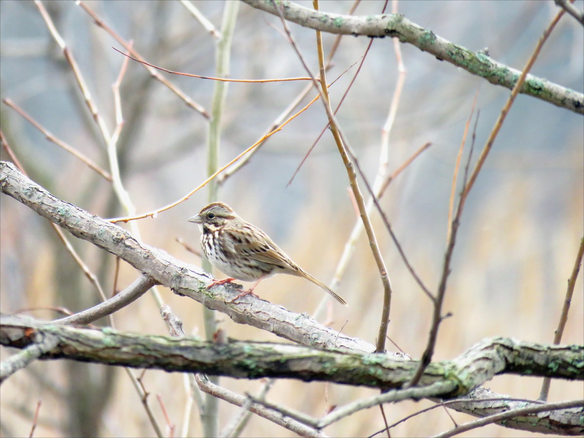 Song Sparrow - karen bonnell