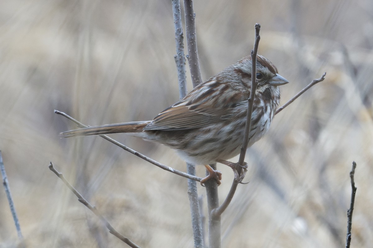 Song Sparrow - ML525883951