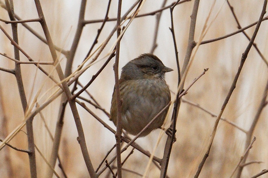 Swamp Sparrow - ML525884011