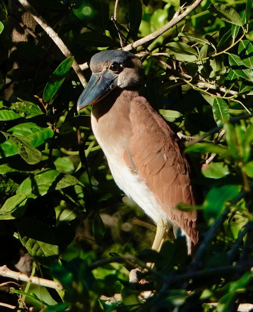 Boat-billed Heron - ML525884051