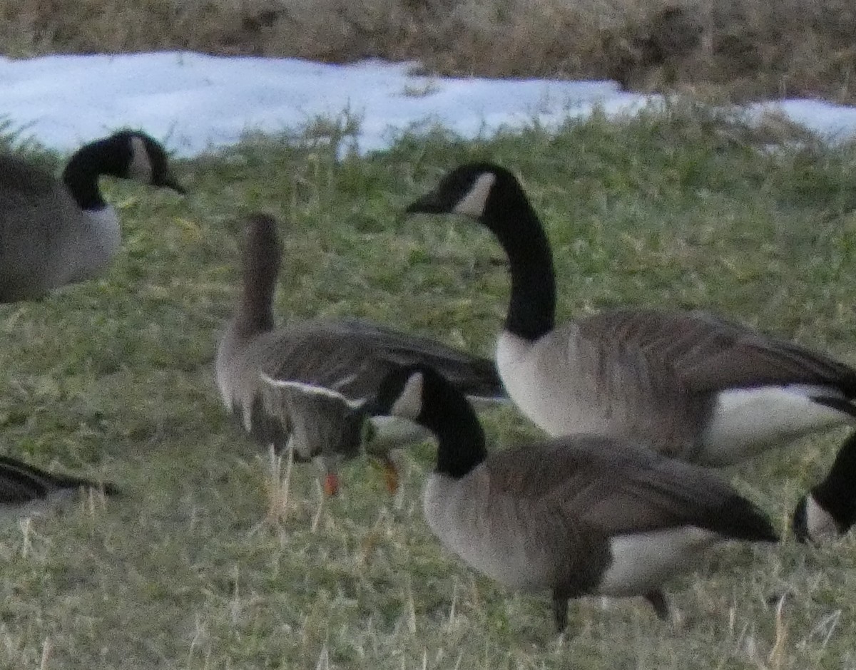 Greater White-fronted Goose - ML525884901
