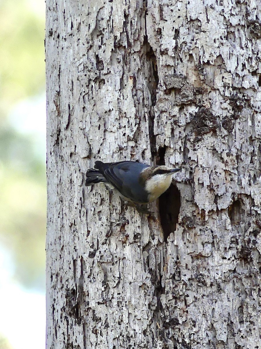 Brown-headed Nuthatch - ML525885771