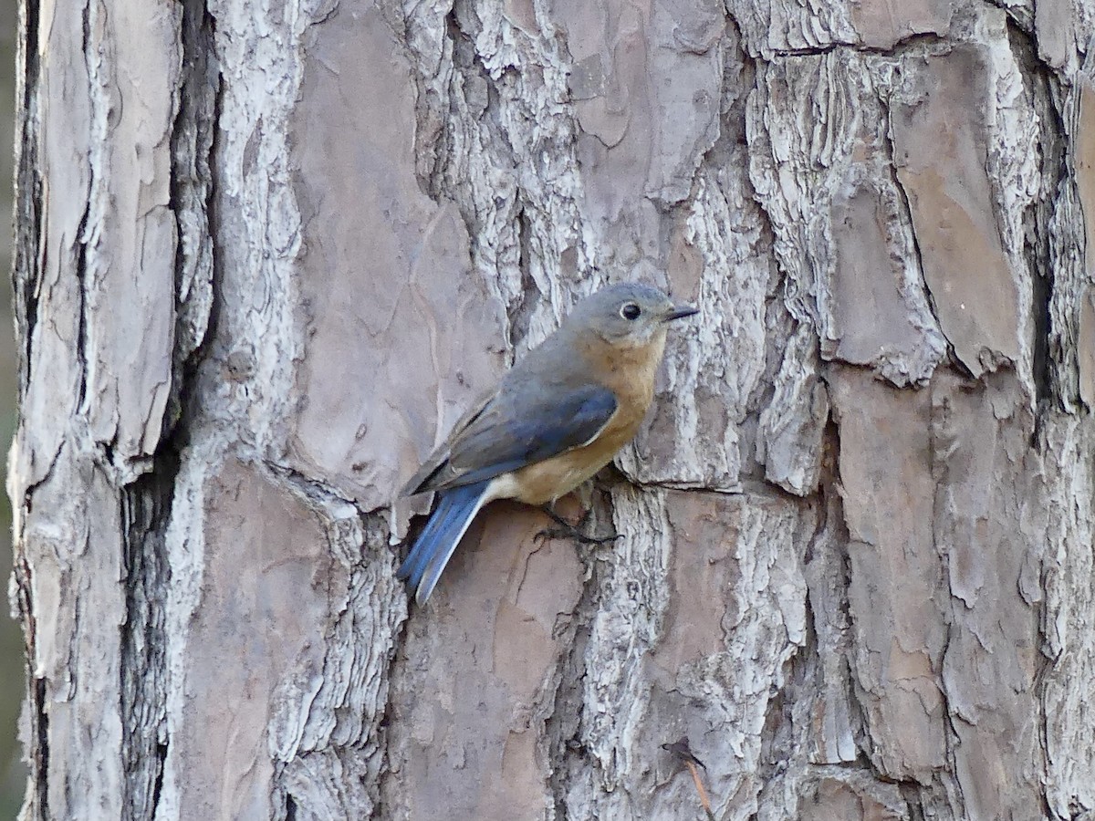 Eastern Bluebird - ML525885861