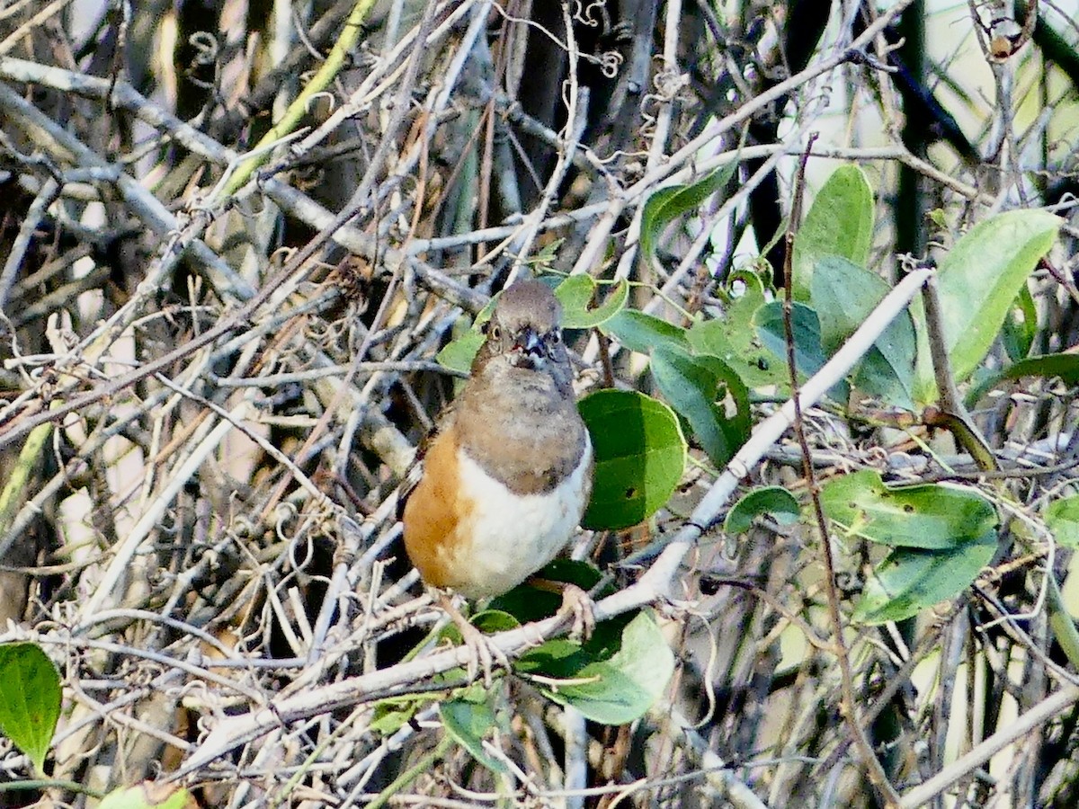 Eastern Towhee - ML525886111