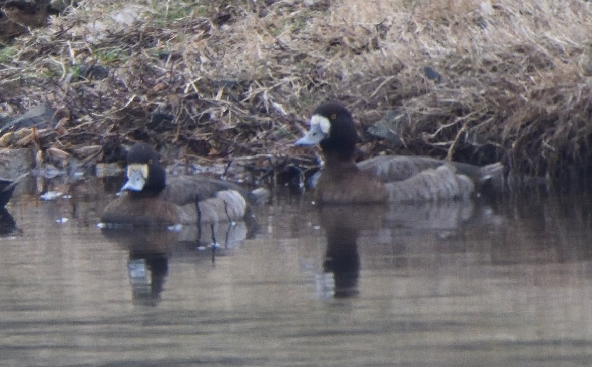 Lesser Scaup - ML525888151