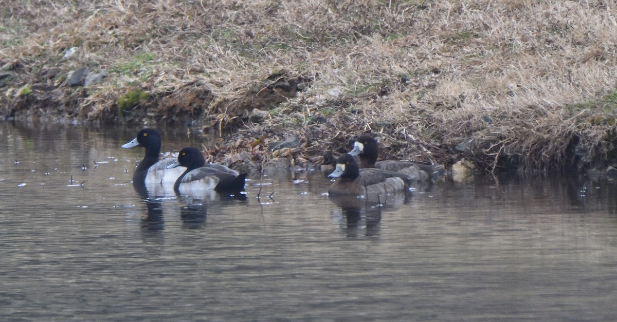 Lesser Scaup - ML525888181