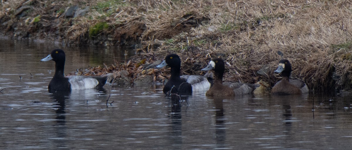 Lesser Scaup - Richard Snow