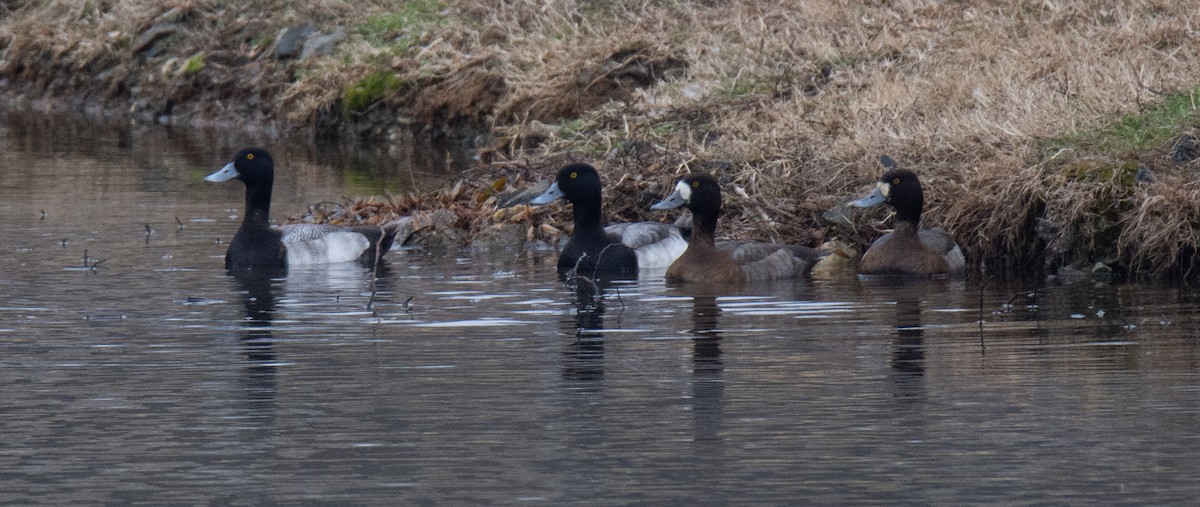 Lesser Scaup - ML525888201