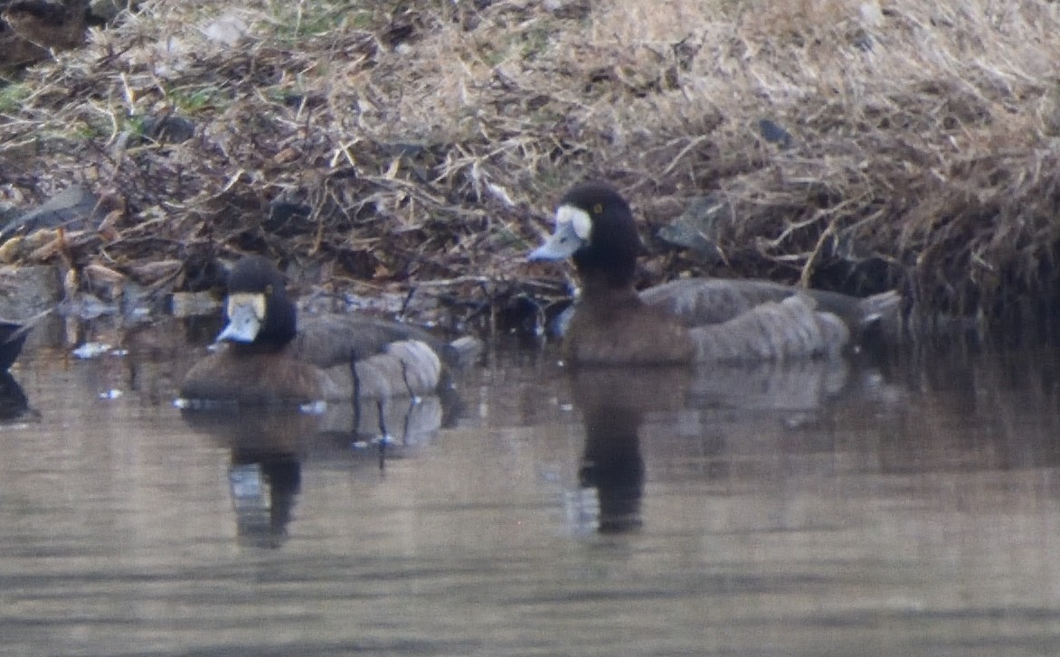Greater Scaup - ML525888231