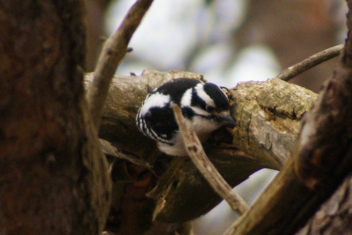 Downy Woodpecker - ML52588961