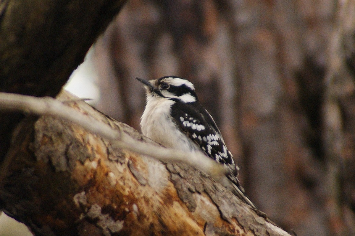 Downy Woodpecker - ML52588991