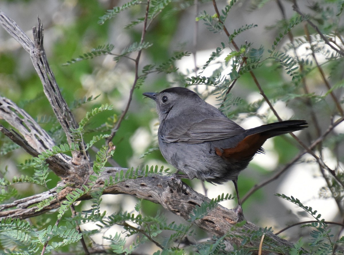 Gray Catbird - valerie boman