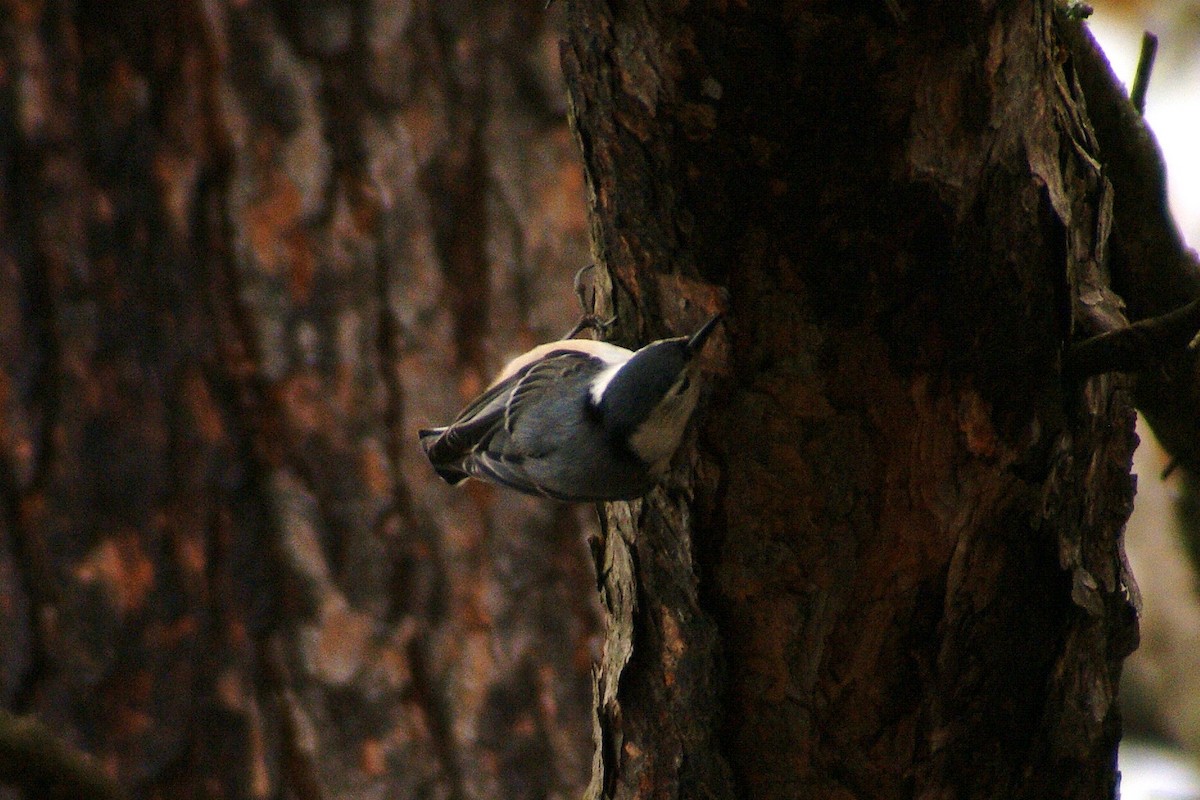 White-breasted Nuthatch - ML52589071