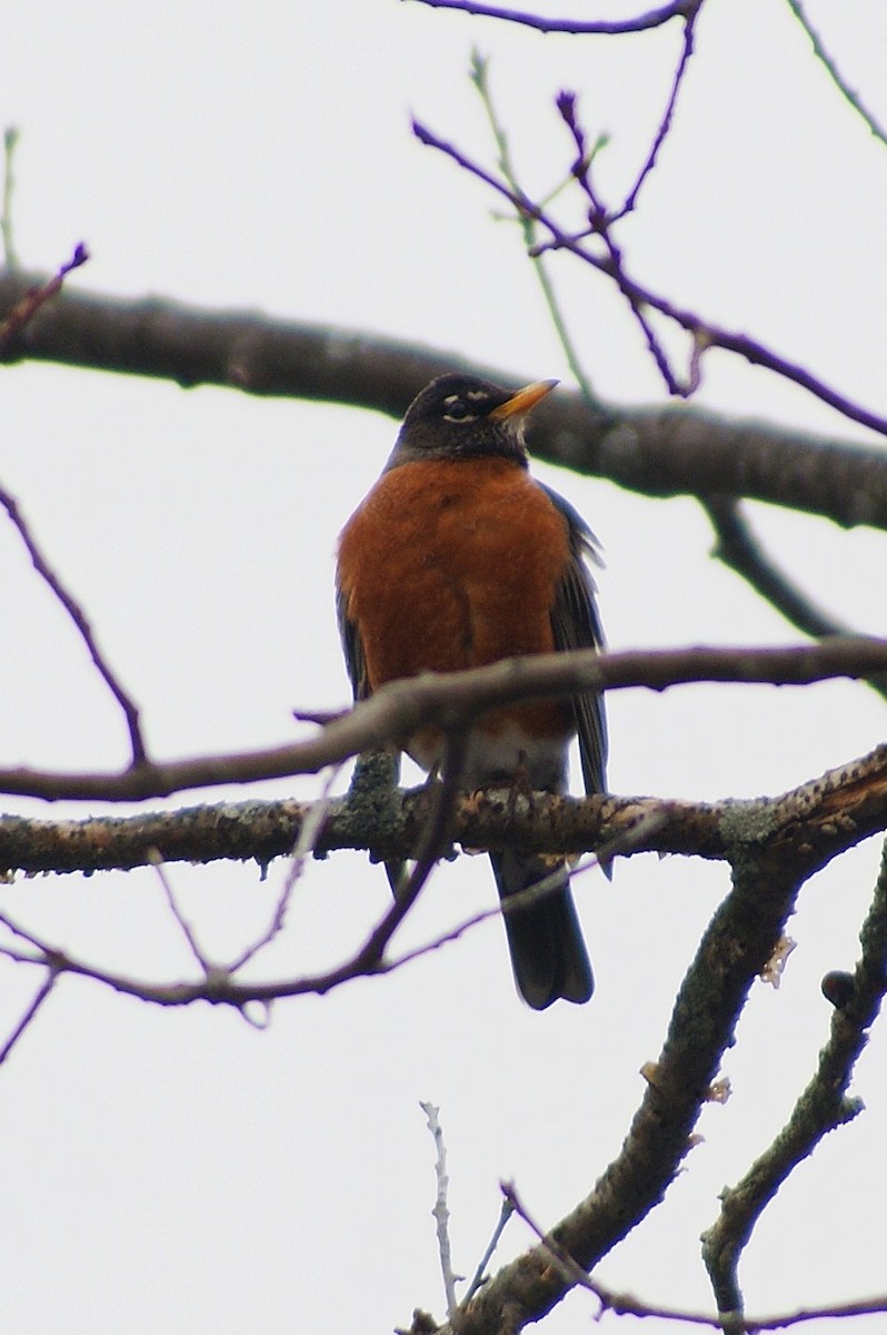 American Robin - ML52589101