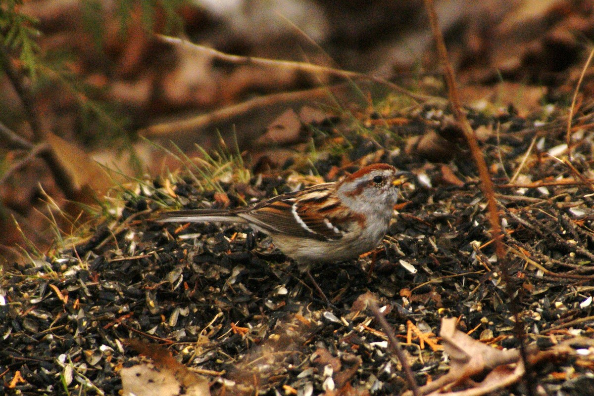 American Tree Sparrow - ML52589191
