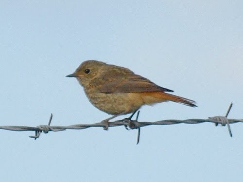 Common Redstart (Common) - ML525891931