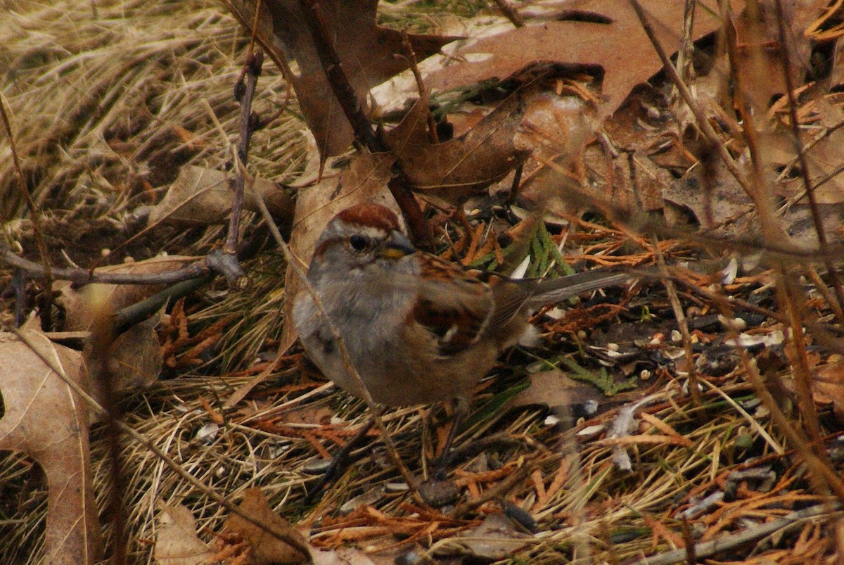 American Tree Sparrow - ML52589231