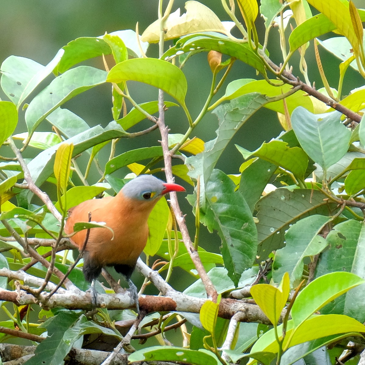 Black-bellied Cuckoo - Jean-Marc Emery