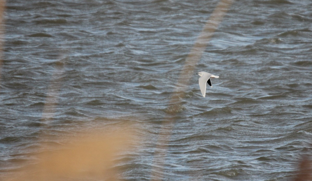 Little Gull - ML525892381