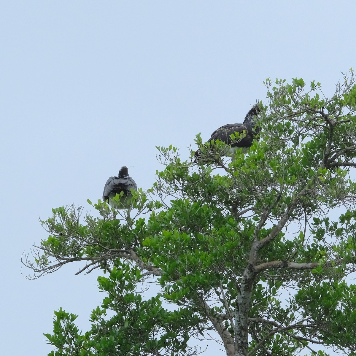 Horned Screamer - ML525892591