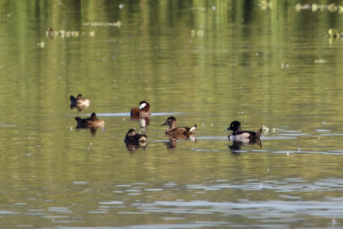 Ring-necked Duck - ML525892981