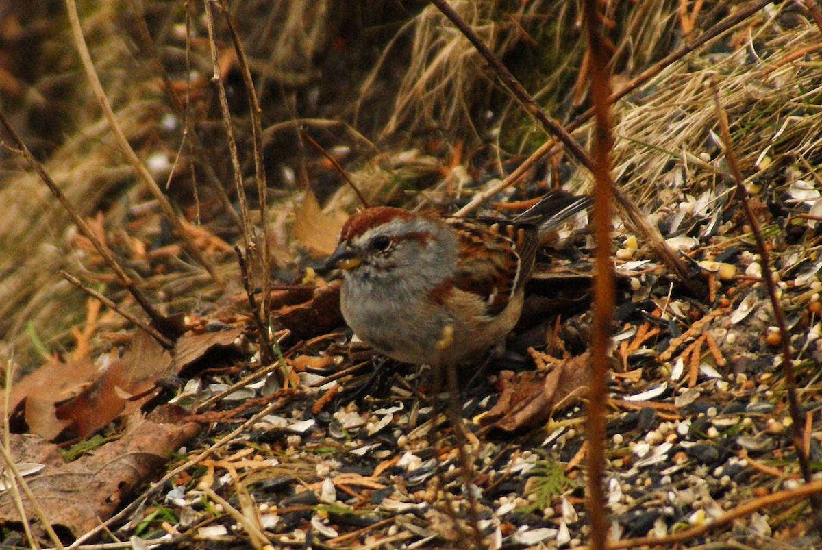 American Tree Sparrow - ML52589311