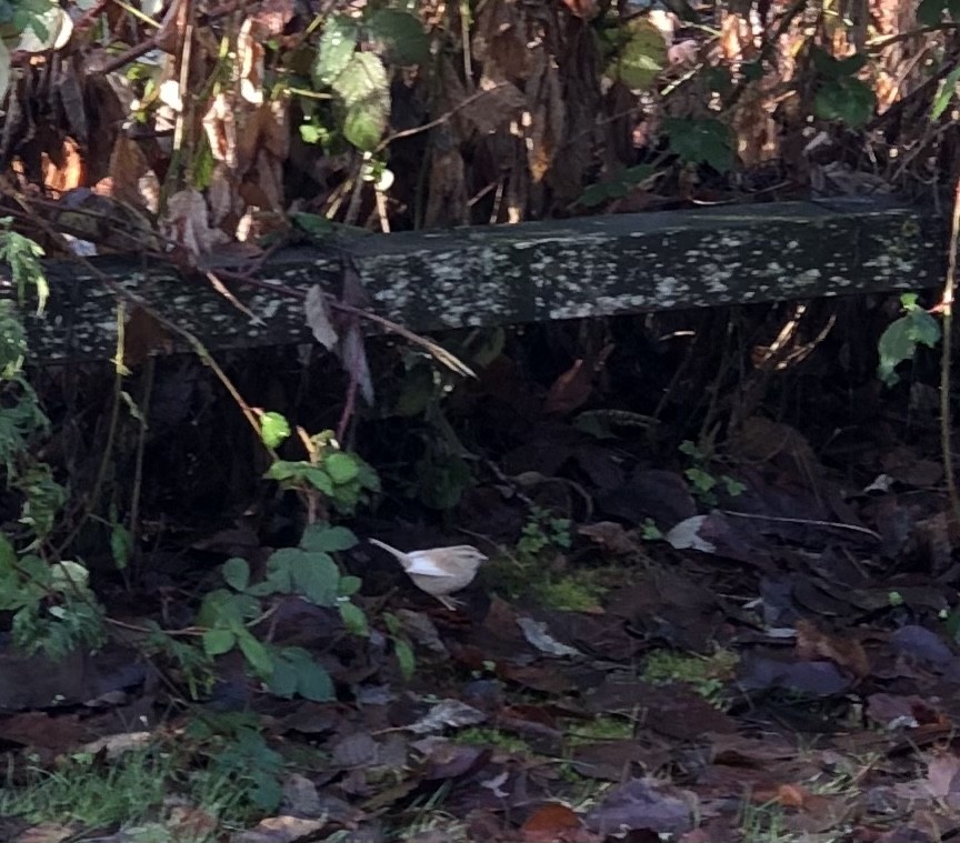 White-throated Sparrow - ML525894381