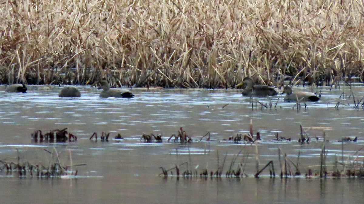 Gadwall - Donald Slick