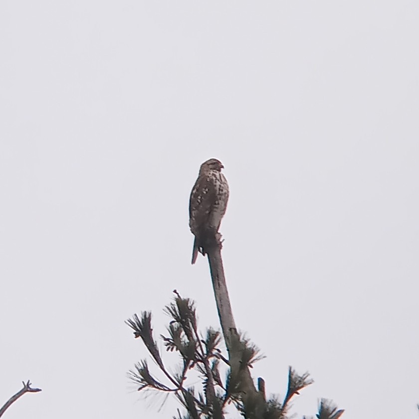 Red-shouldered Hawk - ML525895971