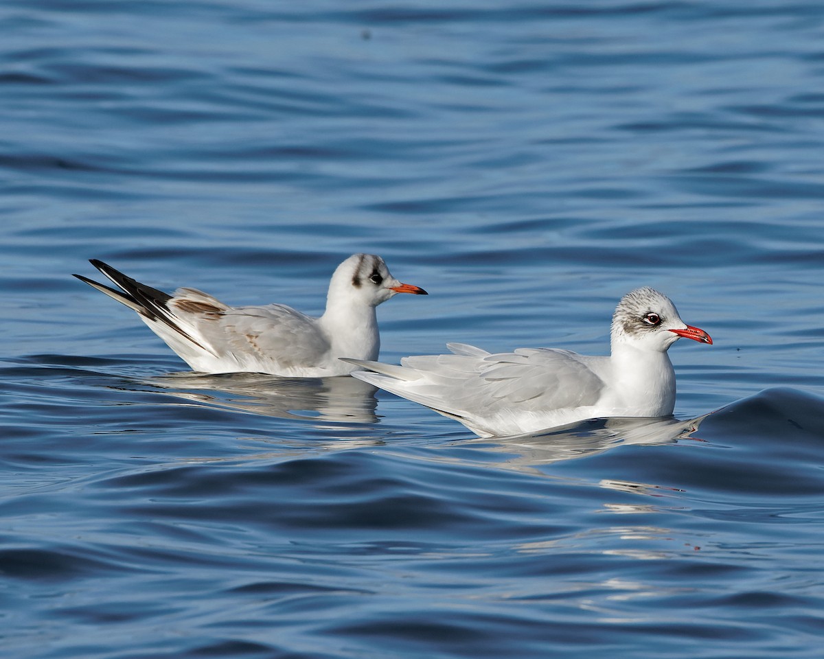 Mediterranean Gull - ML525896861