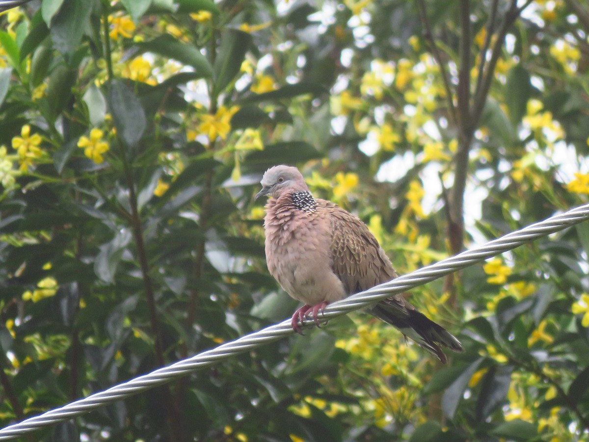 珠頸斑鳩 - ML525897421