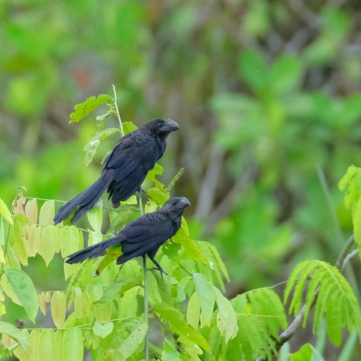 Smooth-billed Ani - ML525897591