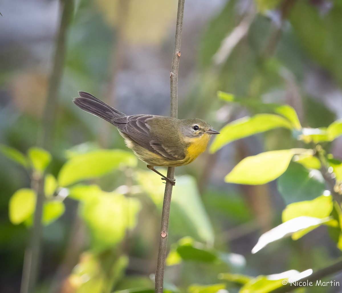 Prairie Warbler - ML525897741