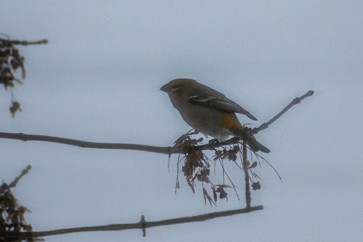 Pine Grosbeak - ML525898061