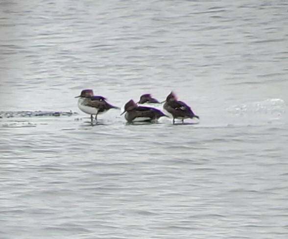 Hooded Merganser - ML525900551